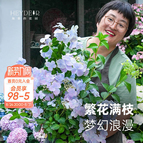 可垂吊绣球花花量大易开花