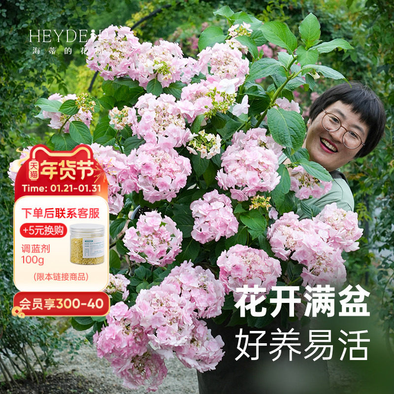 海蒂的花园旗舰店大花绣球花手鞠无尽夏花园阳台庭院花卉盆栽苗,鲜花速递/花卉仿真/绿植园艺,绣球/木绣球/木本植物,淘宝优惠券,粉丝福利购,淘宝优惠卷
