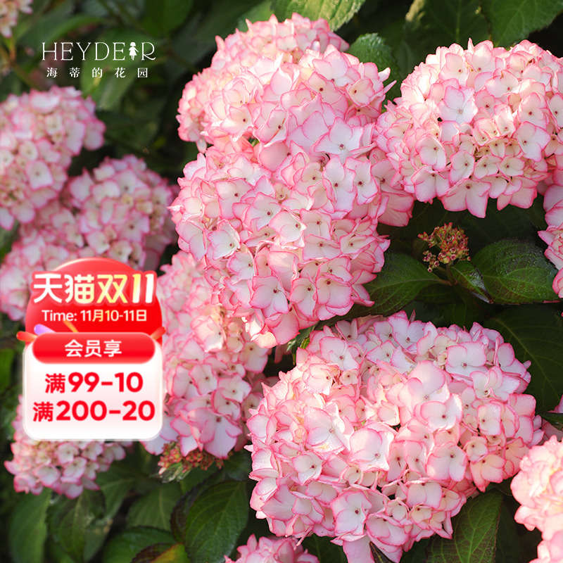 海蒂的花园塞布丽娜早春大花绣球