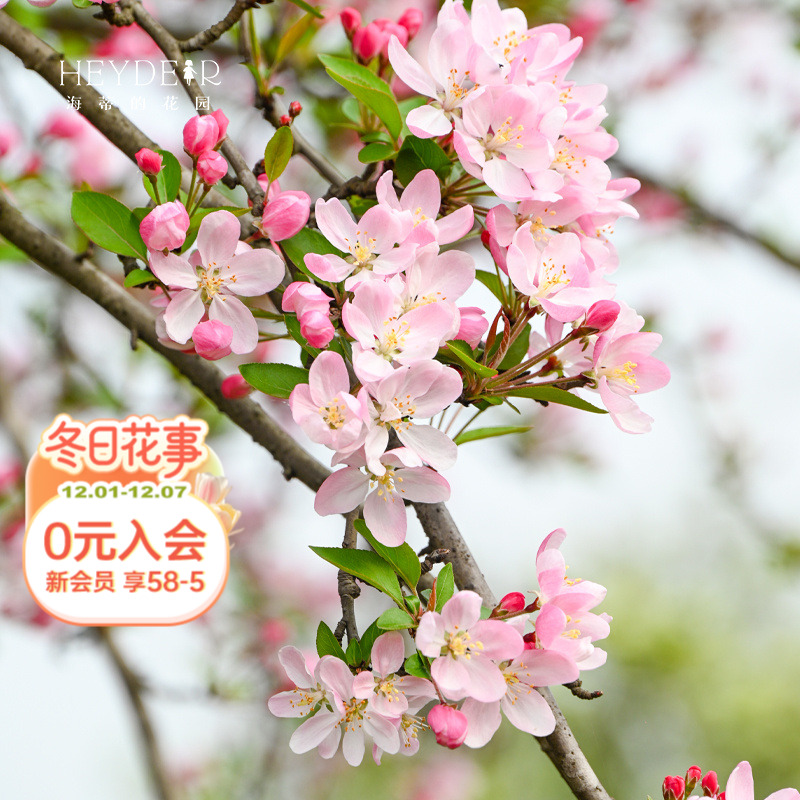 海蒂的花园垂丝海棠好养木本花卉庭院风景树地栽盆栽盆景植物树苗