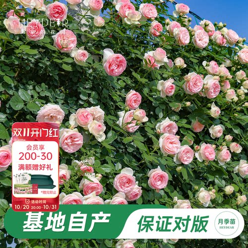 基地自产藤本月季苗包对版