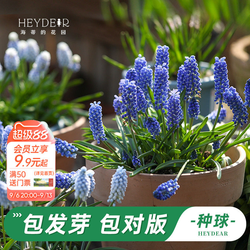 葡萄风信子海蒂的花园图片