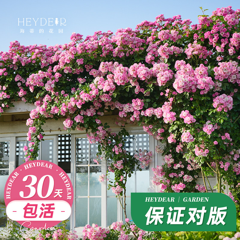 海蒂的花园藤本月季花苗龙沙宝石花卉植物易活好养爬藤月季盆栽,鲜花速递/花卉仿真/绿植园艺,月季/蔷薇/玫瑰,淘宝优惠券,粉丝福利购,淘宝优惠卷