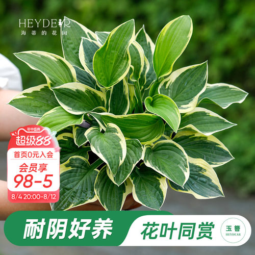 海蒂的花园玉簪阳台庭院观叶