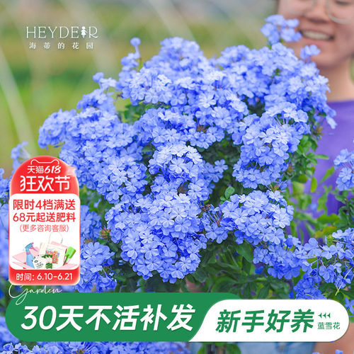 海蒂阳台蓝雪花海蒂的花园
