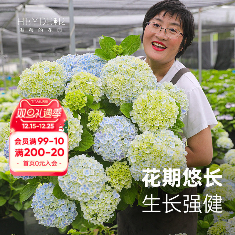 小众品种大花绣球不易撞款