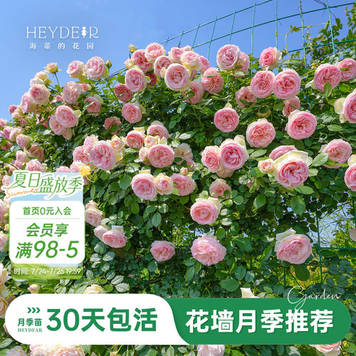 海蒂的花园旗舰店月季大花重瓣可爬藤花园可种月季花盆栽苗