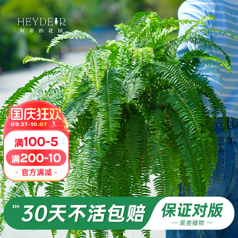 海妈家绿植盆栽办公室桌面植物