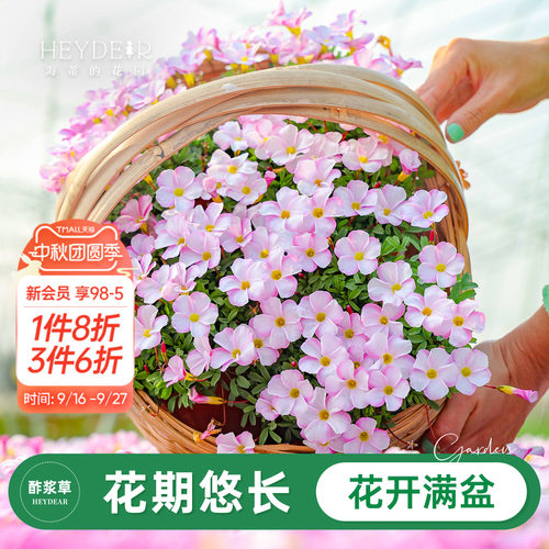 海蒂的花园酢浆草多年生阳台花卉