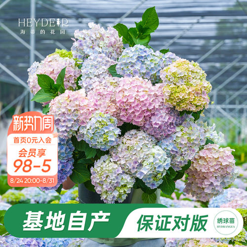 海妈家蓝水晶大花绣球花苗