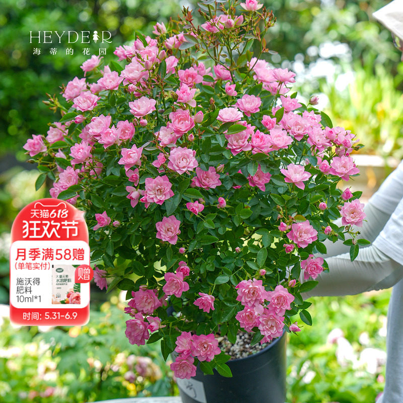 海蒂的花园 天荷/繁星微型月季花期长丰花多头阳台花卉植物盆栽苗