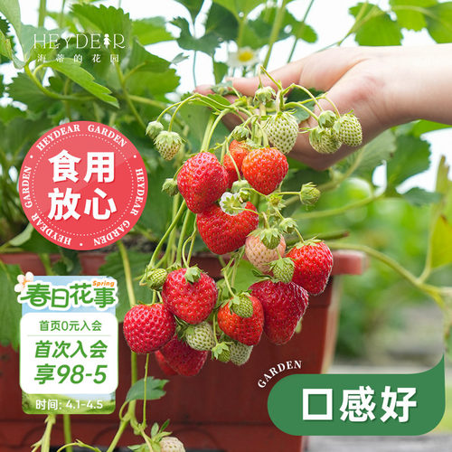 基地自产草莓苗安全可口