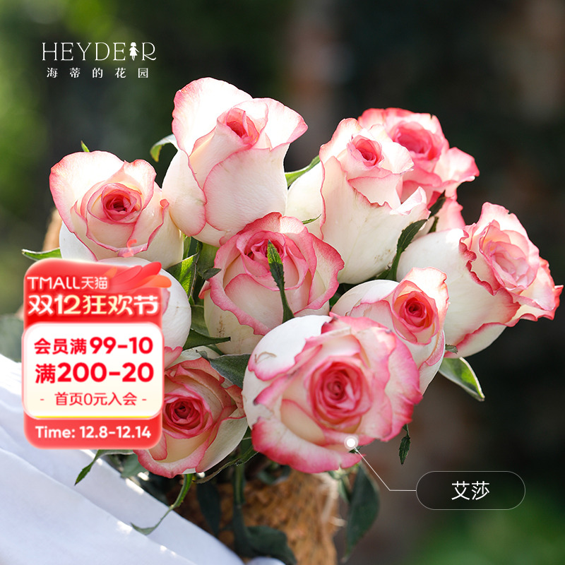 新手易种月季推荐，多季节开花，开花对版