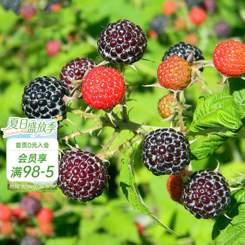 树莓果苗家庭种植可食用