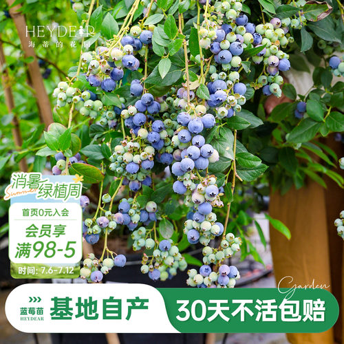 蓝莓苗当年可结果原盆原土发货