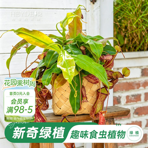 海蒂的花园 猪笼草食虫植物食虫草阳台窗台桌面盆栽绿植趣味植物