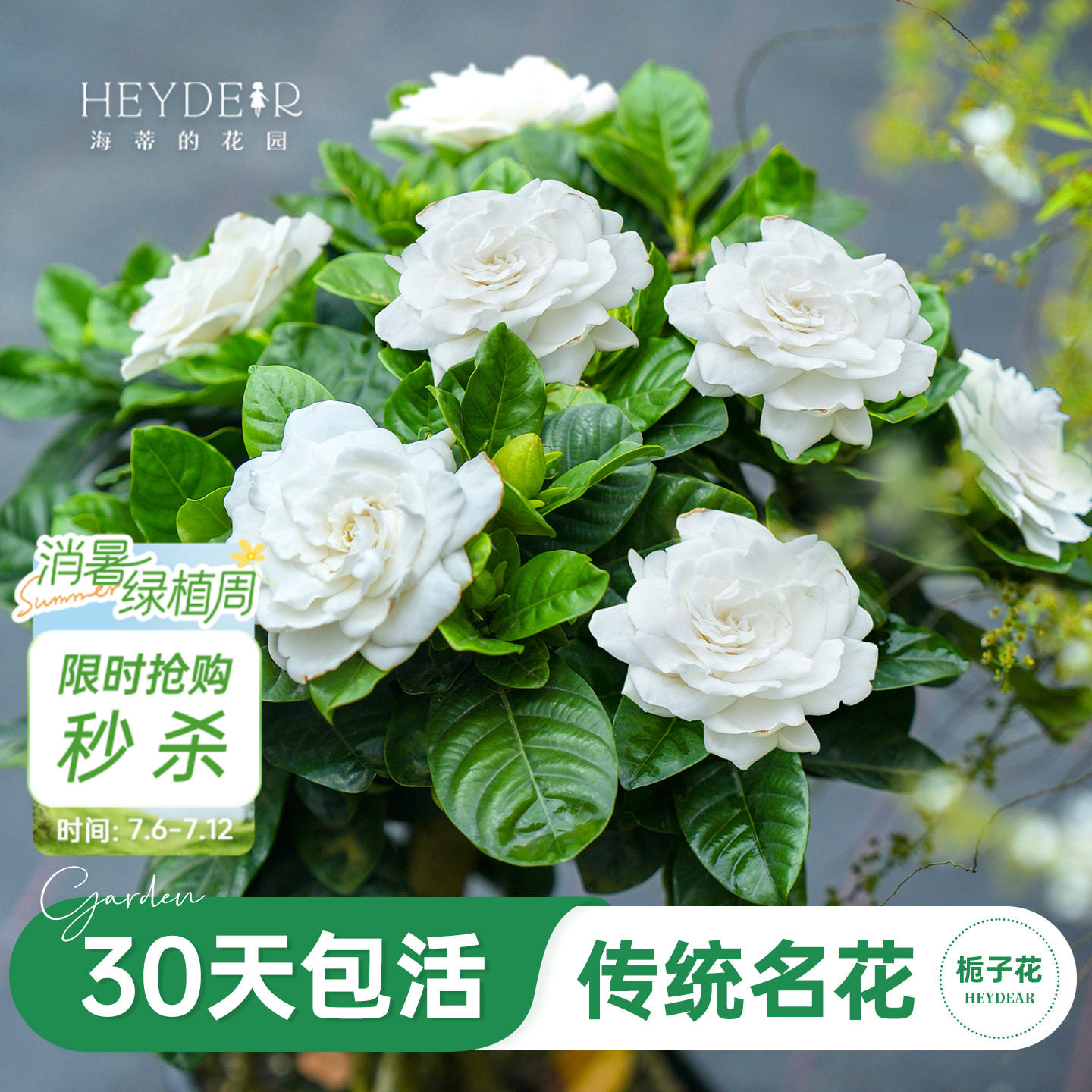 海蒂的花园旗舰店栀子花盆栽阳台植物棒棒糖树苗四季好养花卉绿植