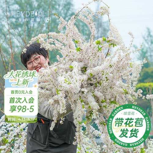 海妈家雪柳盆栽带花苞发货