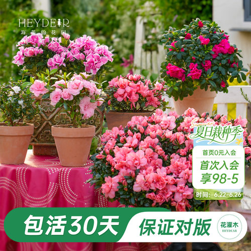 杜鹃茶花冬季开花花灌木