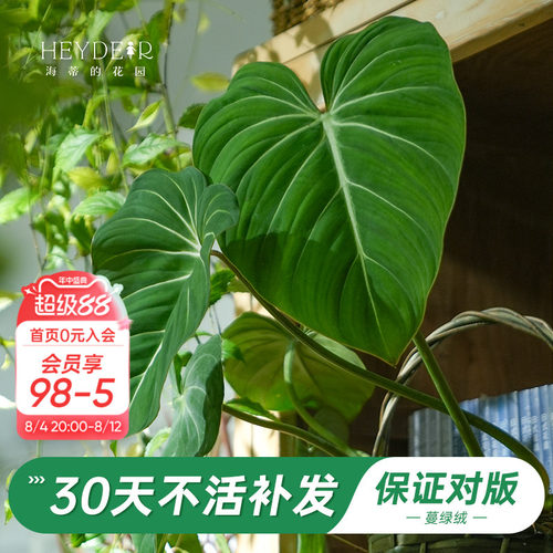 新晋网红绿植办公桌叶植物