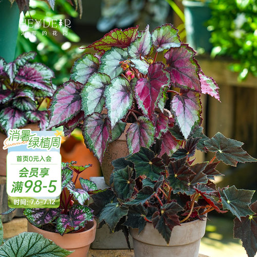 办公桌绿植室内栽种养护轻松