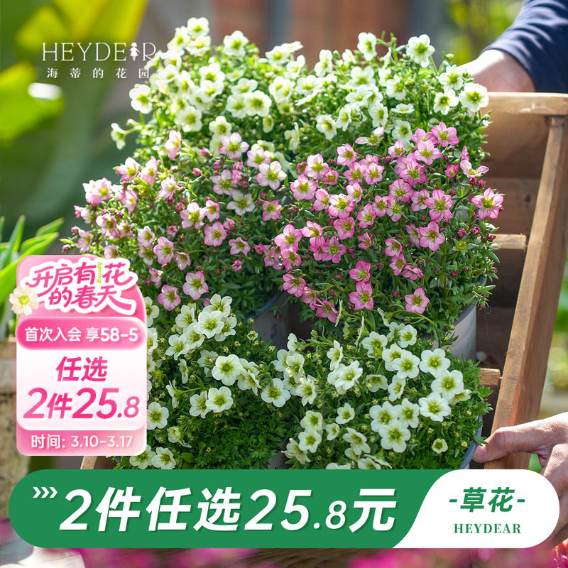 海蒂的花园旗舰店紫罗兰风铃草虎耳草盆栽花卉阳台开花植物