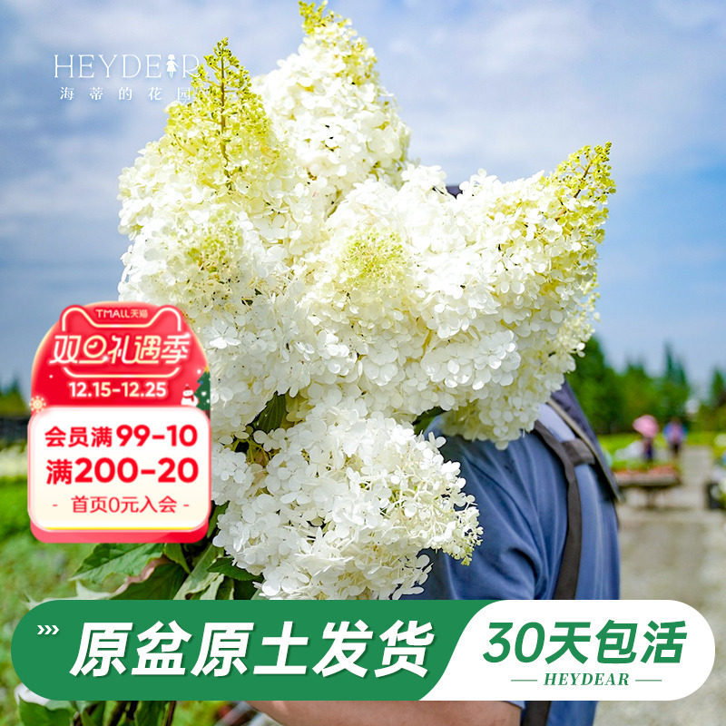 海蒂的花园旗舰店圆锥绣球花卉盆栽石灰灯庭院绿植耐寒耐热植物苗