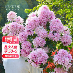 海蒂 花园旗舰店落叶杜鹃花卉盆栽羊踯躅庭院耐寒灌木花量大丰花