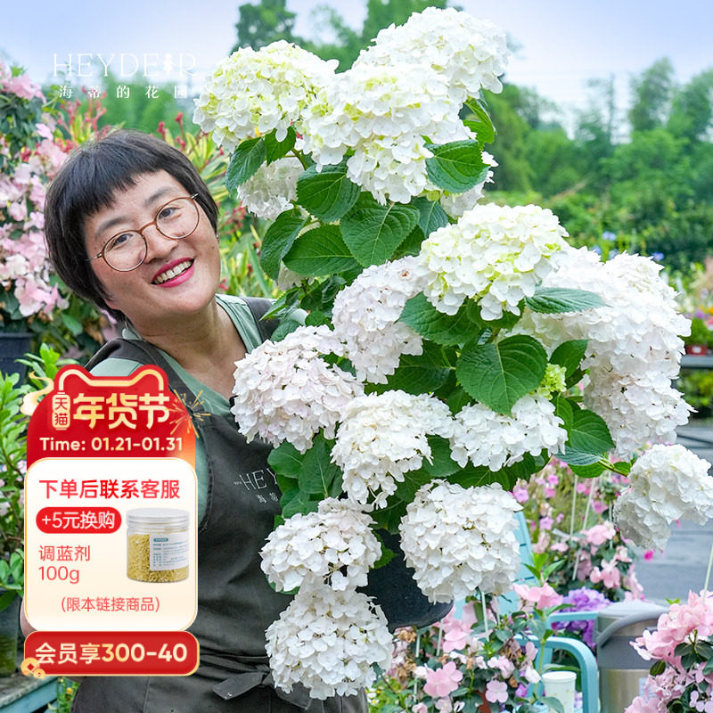 海蒂的花园绣球花苗无尽夏新娘海妈花园花卉植物新老枝开花盆栽苗,鲜花速递/花卉仿真/绿植园艺,绣球/木绣球/木本植物,淘宝优惠券,粉丝福利购,淘宝优惠卷