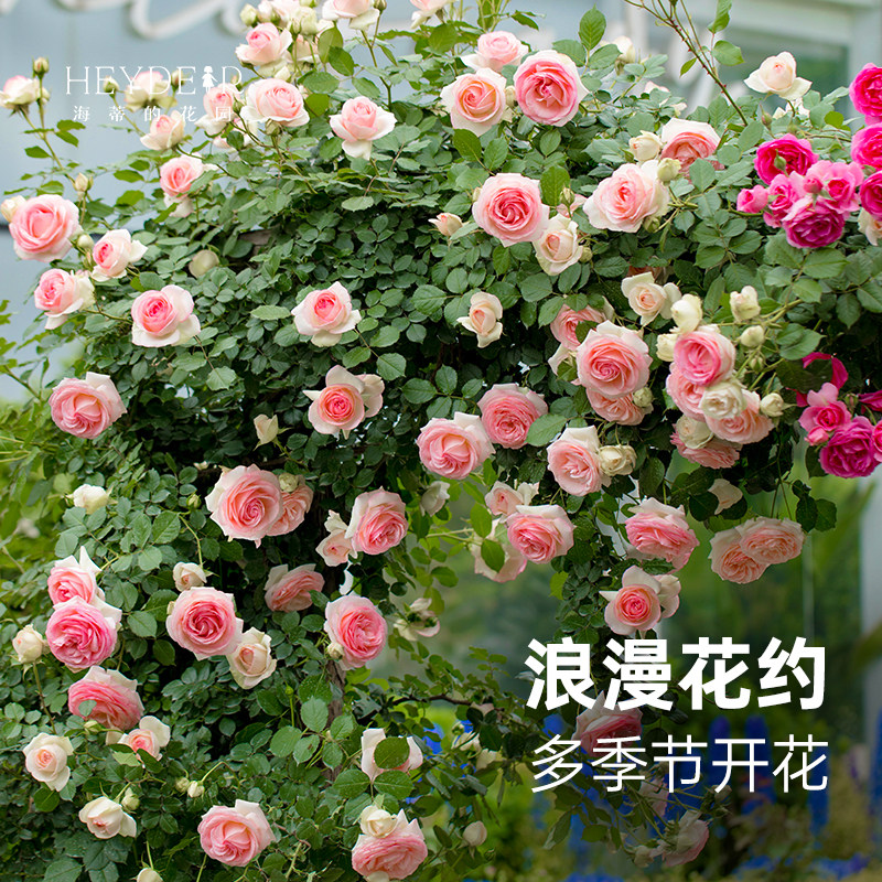 海蒂的花园月季大苗盆栽图片
