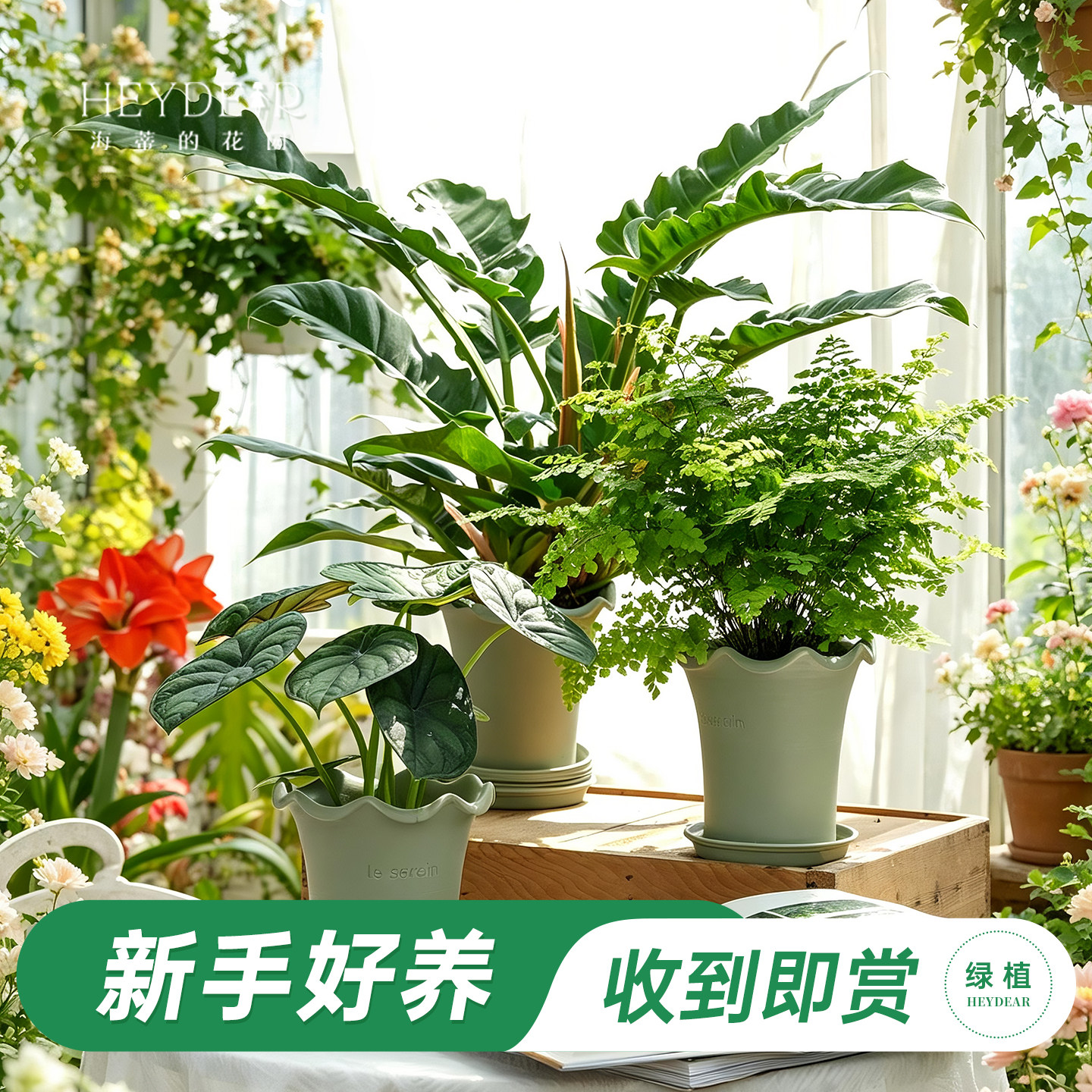 室内桌面绿植成品高颜值观叶植物盆栽苗家居装饰适合懒人养的花