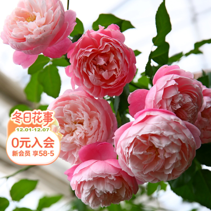 海蒂的花园羽毛月季耐热阳台庭院