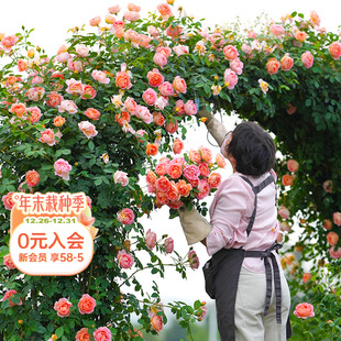 花园植物链接 海蒂 直播专拍