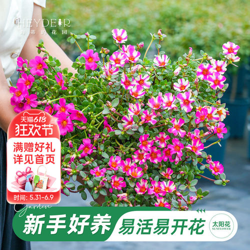 太阳花盆栽带花苞新手好养