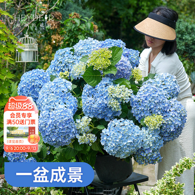 基地自产绣球花大苗保证对版图片