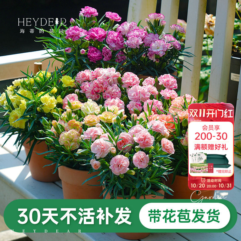 母亲节礼物海蒂的花园旗舰店康乃馨盆栽带花苞开花阳台花卉绿植苗