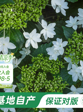 海蒂的花园官方旗舰店白色天使绣球花苗白色大花绣球庭院阳台花卉