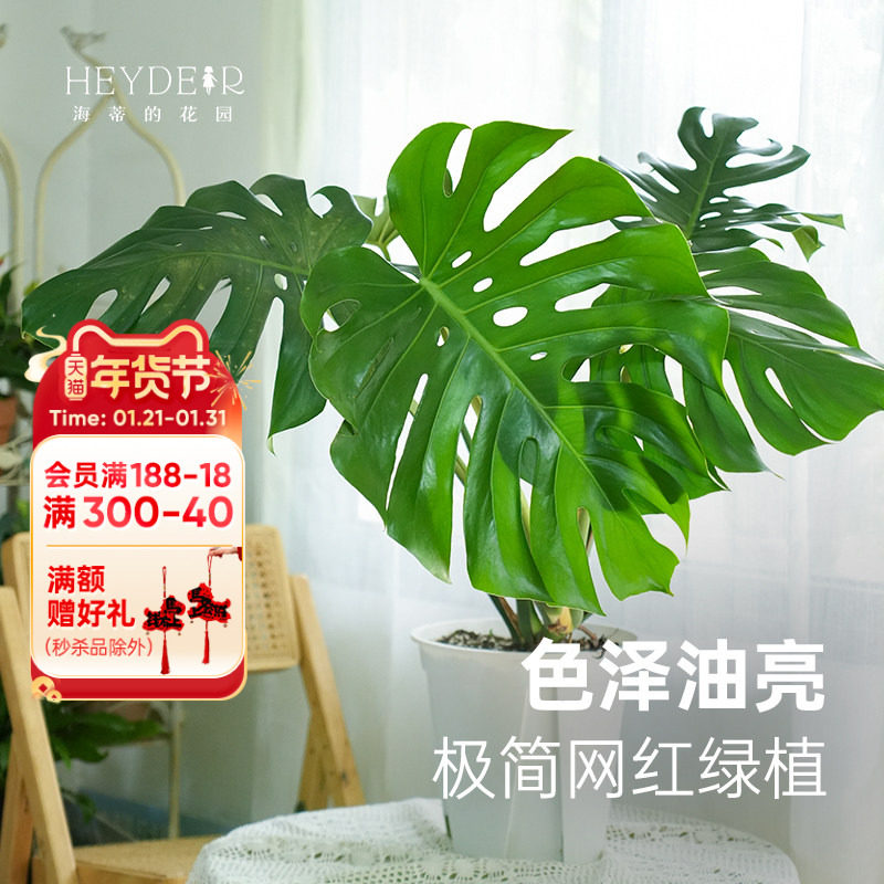 海蒂的花园旗舰店绿植室内盆栽水培植物龟背竹客厅办公室绿植花卉,鲜花速递/花卉仿真/绿植园艺,绿植,淘宝优惠券,粉丝福利购,淘宝优惠卷