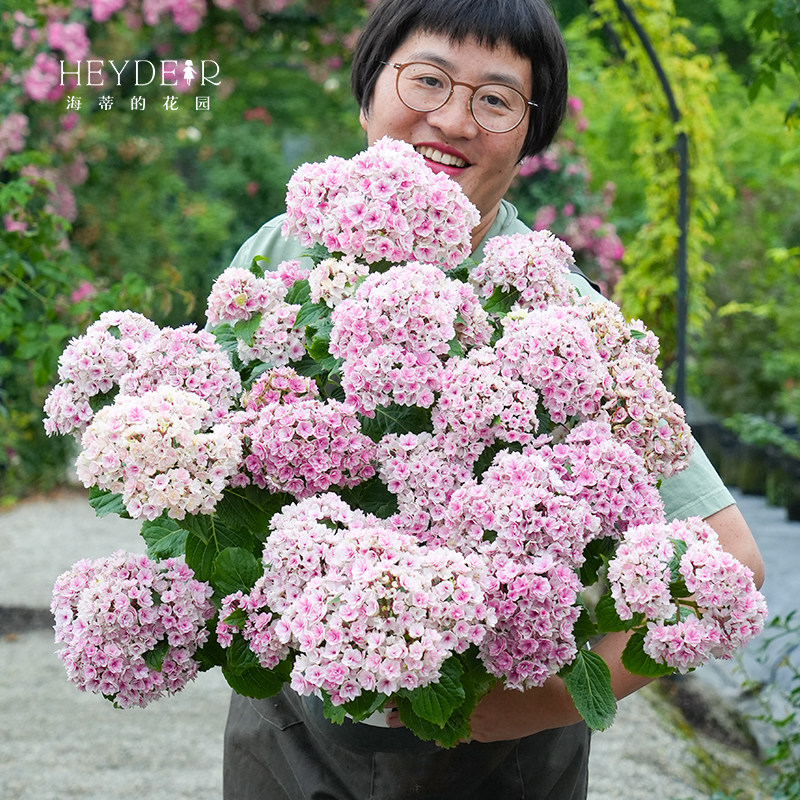 海蒂的花园绣球花苗夏洛特公主重瓣可调色阳台庭院花卉植物盆栽苗