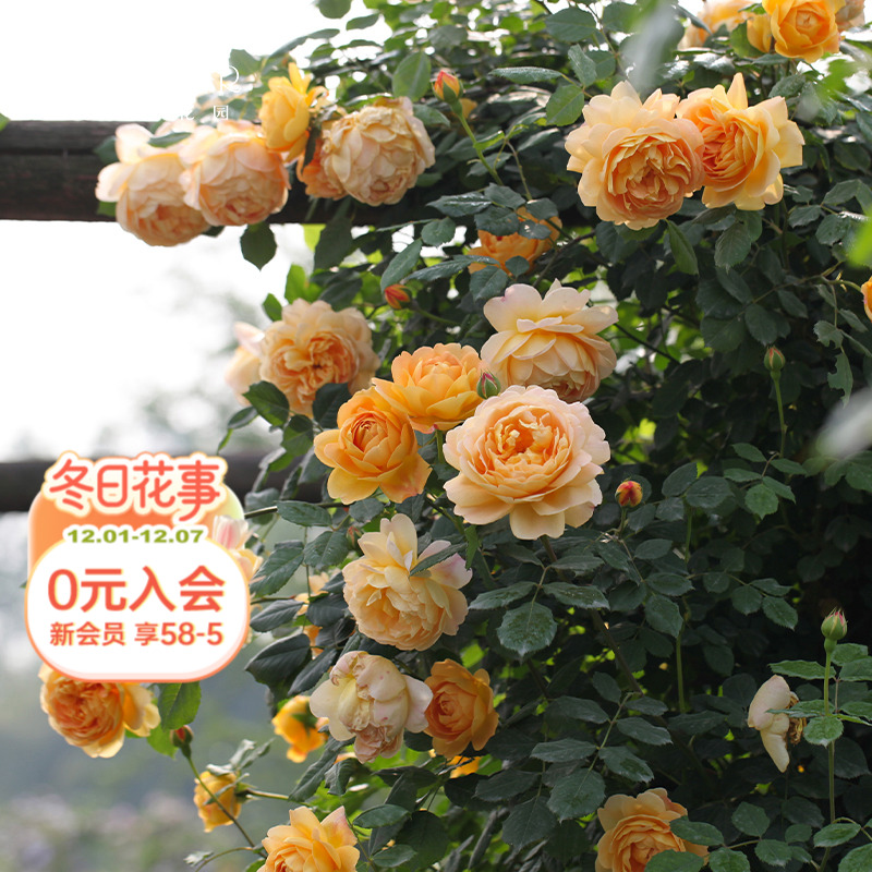 ٵĻ԰ ƽٱ¼ŷͥԺܶ༾ֲﻨ    22.4Ԫ