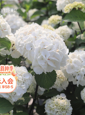 海蒂的花园 大花绣球黑金刚白色红色分枝好阳台庭院盆栽花卉植物