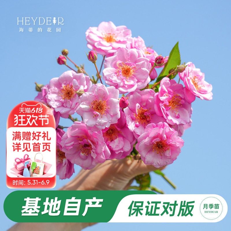海蒂的花园官方旗舰店玫瑰花苗薰衣草玫迪兰月季花盆栽多花植物