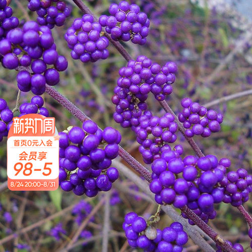 海蒂日本矮紫珠花灌木观果植物