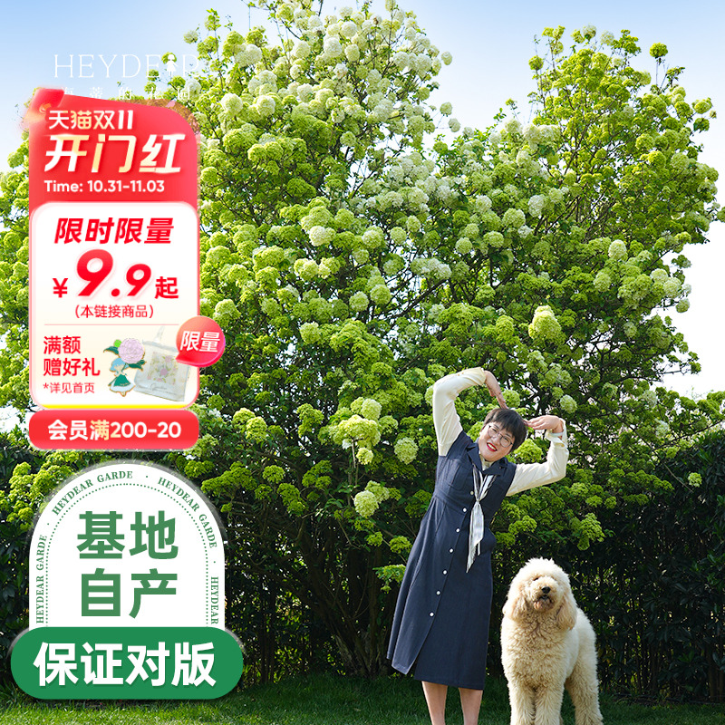 中华木绣球海蒂的花园