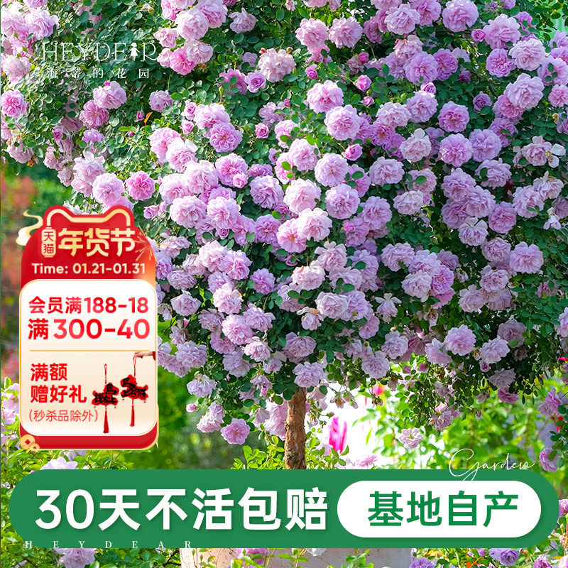 海蒂的花园旗舰店月季小苗花卉盆栽植物果汁阳台微型月季爬藤月季,鲜花速递/花卉仿真/绿植园艺,月季/蔷薇/玫瑰,淘宝优惠券,粉丝福利购,淘宝优惠卷