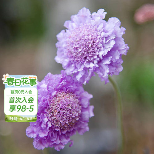海蒂的花园蓝盆花庭院盆栽花卉
