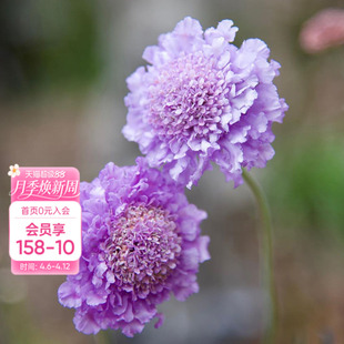 花园高加索蓝盆花好养易种阳台庭院花境搭配植物花卉盆栽苗 海蒂