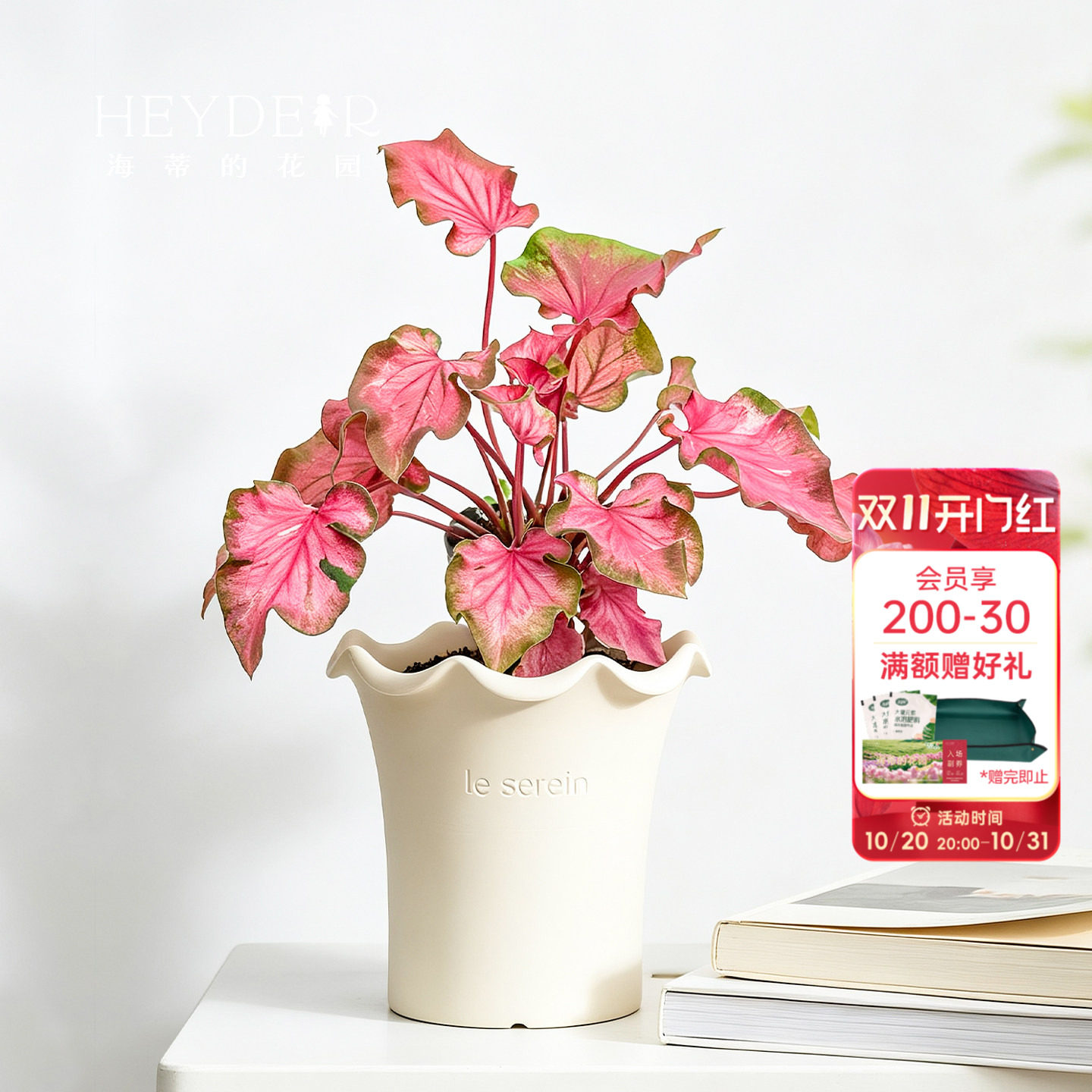 海蒂的花园旗舰店海芋彩叶芋文竹盆栽室内观叶植物办公室桌面绿植