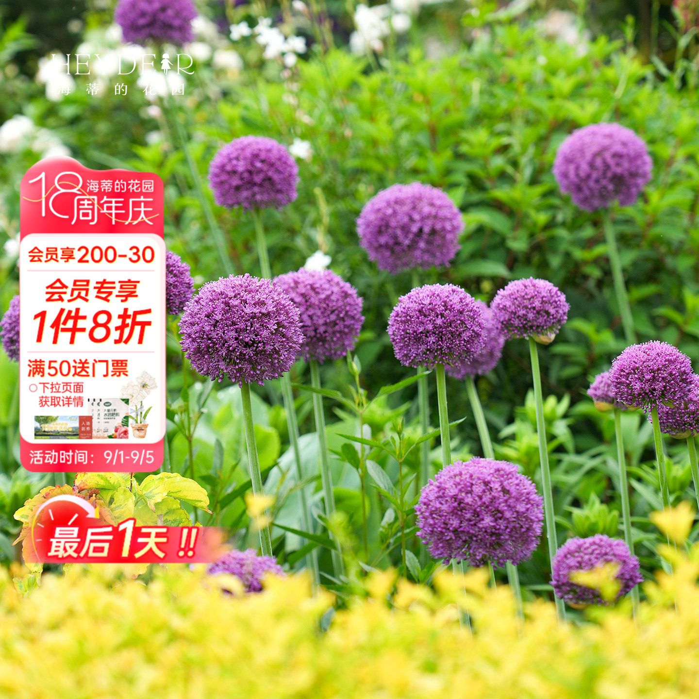 海蒂的花园旗舰店大花葱种球多年生庭院花境花卉夏季开花球根