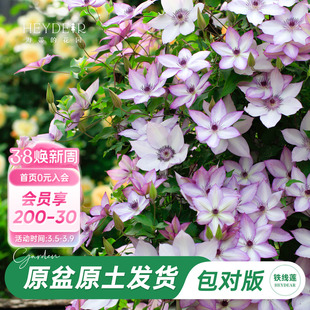 海蒂的花园旗舰店铁线莲苗花园阳台花卉铁线莲花柱盆栽苗庭院可种